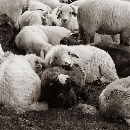Owczarnia Tatry Feriehus *